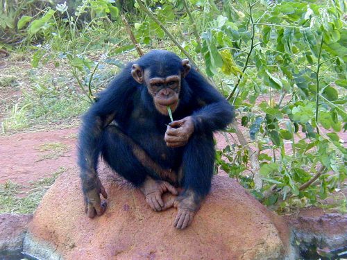 동물 행동의 심리학