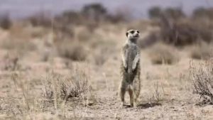 동물 행동의 심리학